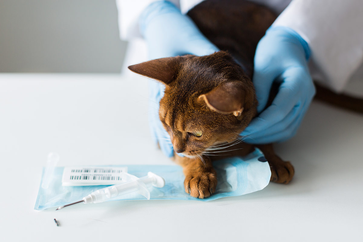 Photo d'une seringue et d'un chat prêt à l'implantation d'une puce